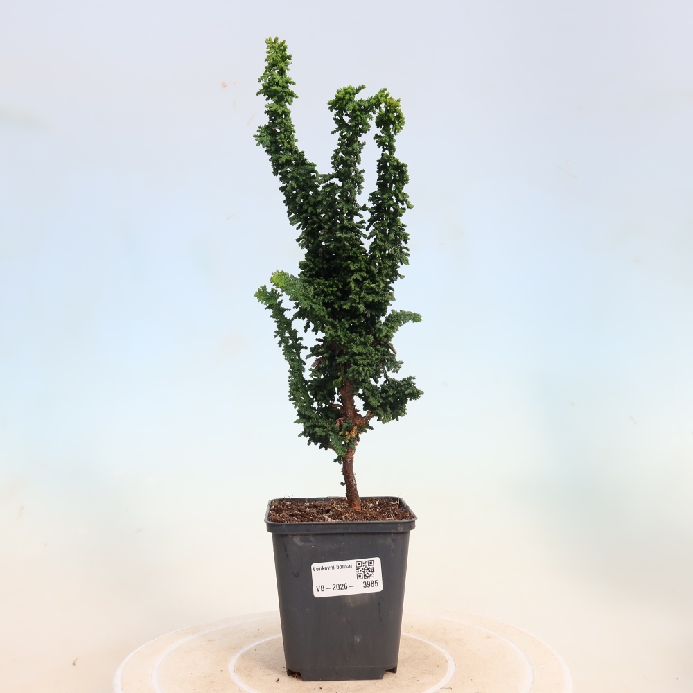 Bonsai voor buiten - Cham. obtusa SEKKA HINOKI - Cipres