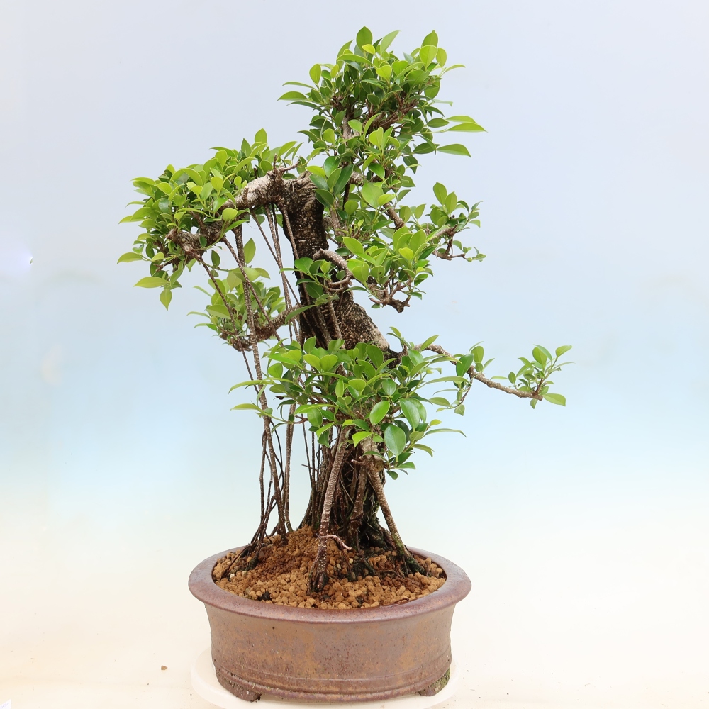 Kamerbonsai - Ficus kimmen - kleinbladige ficus