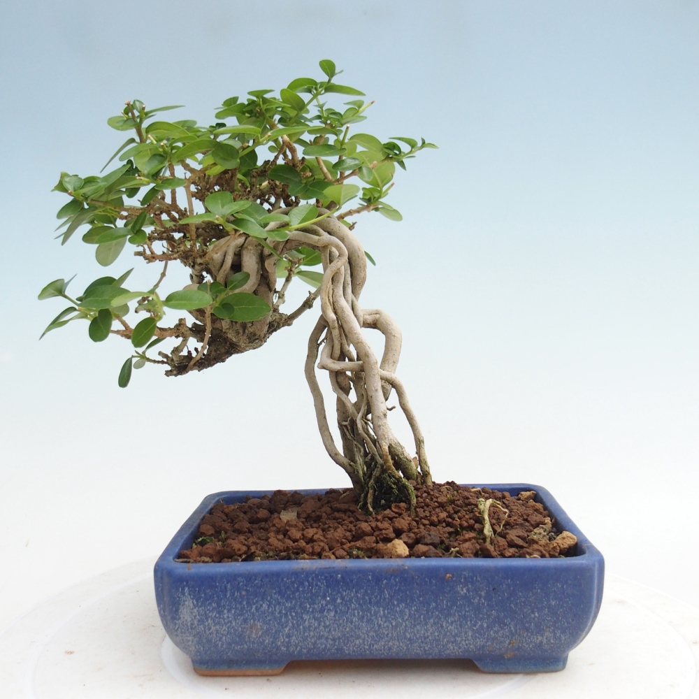 Bonsai voor binnen - Premna serratifolia - Kozlovna malolista