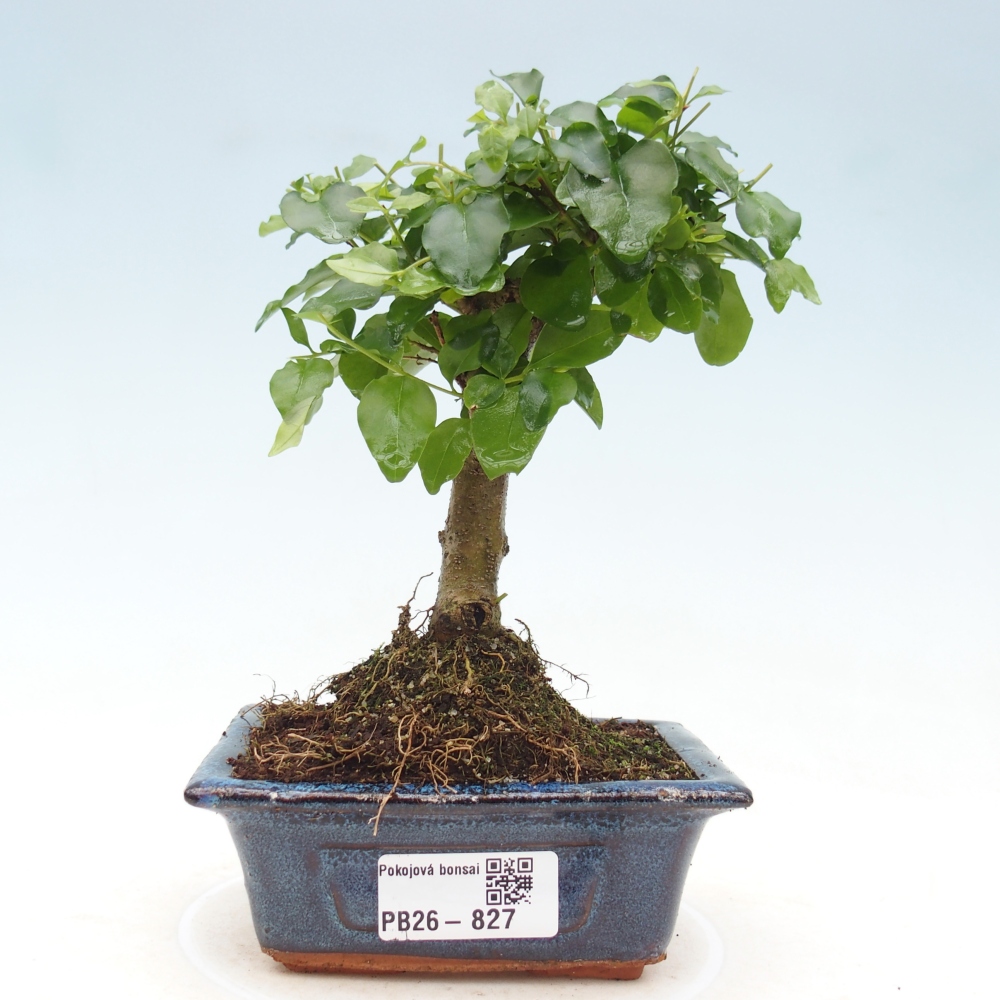 Kamerbonsai -Ligustrum chinensis - Vogelsnavel