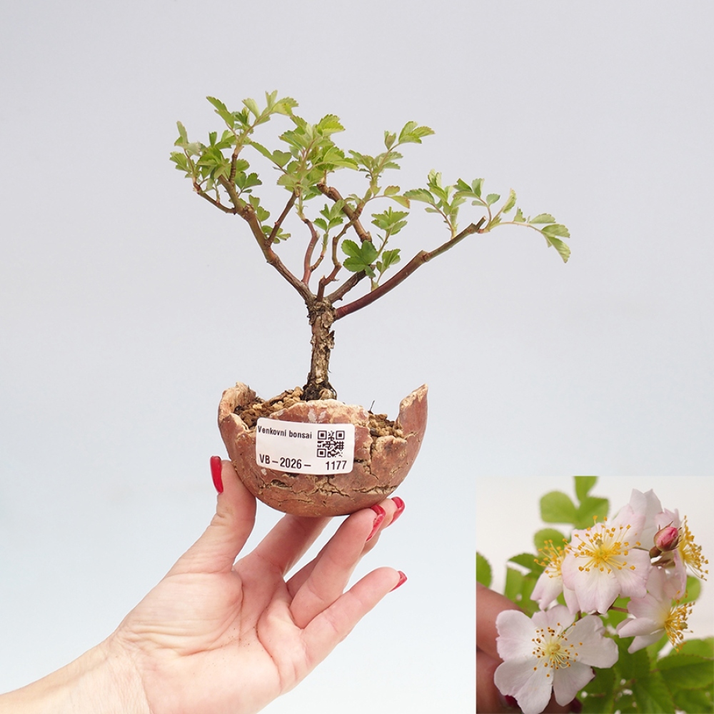 Bonsai voor buiten - Rosa sp. - kleinbloemige roos