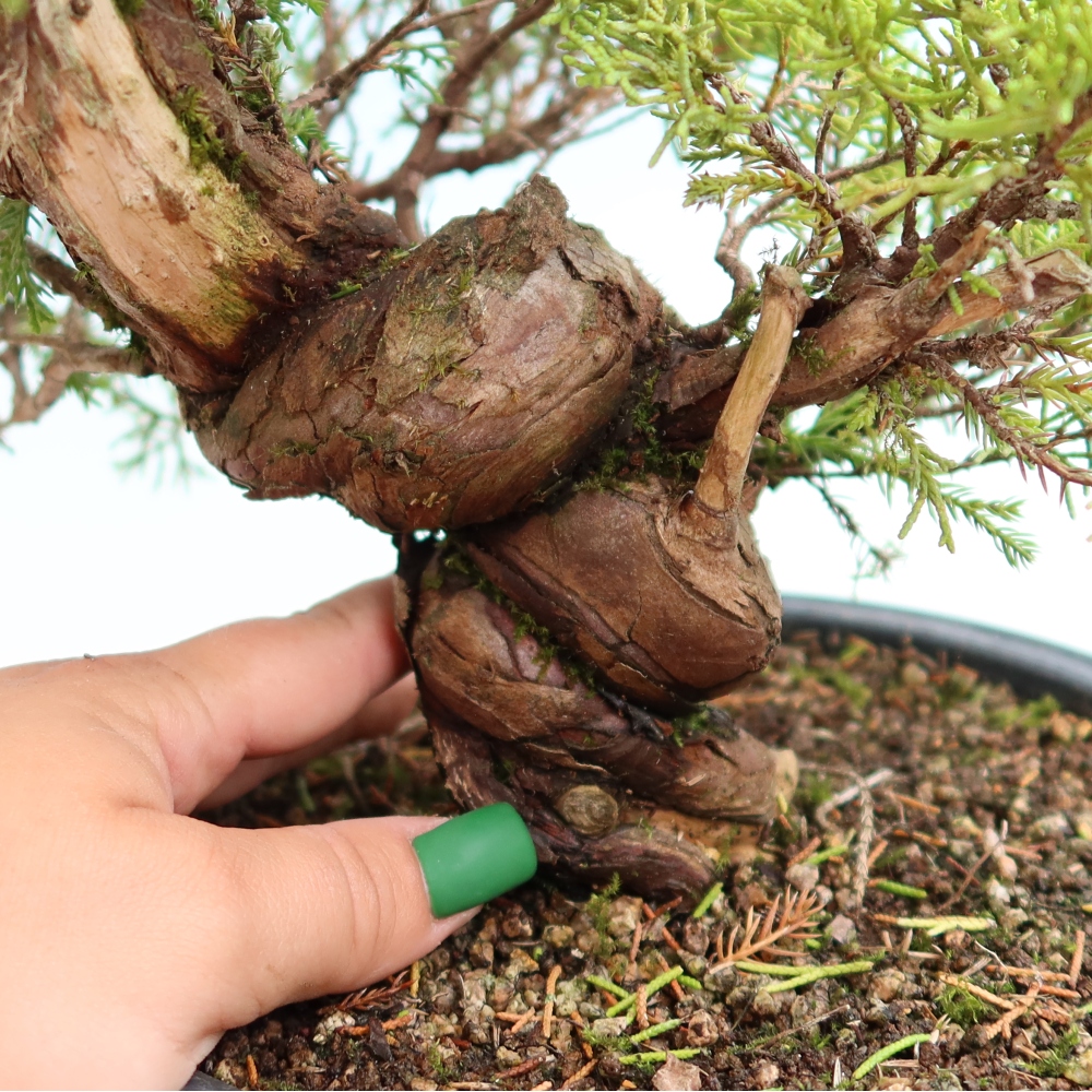 Bonsai voor buiten - Juniperus chinensis Itoigawa-Juniperus chinensis