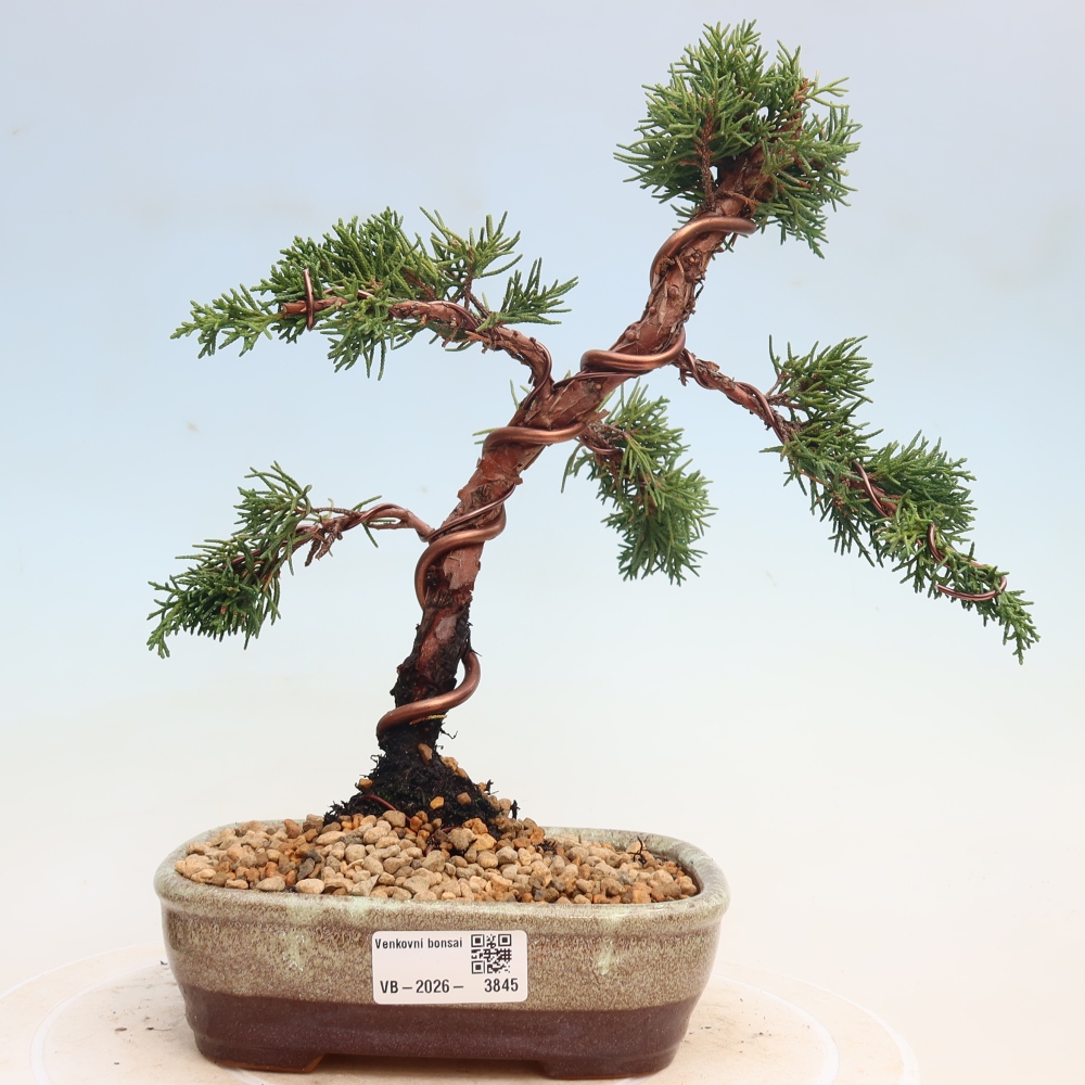 Bonsai voor buiten - Juniperus chinensis Kishu