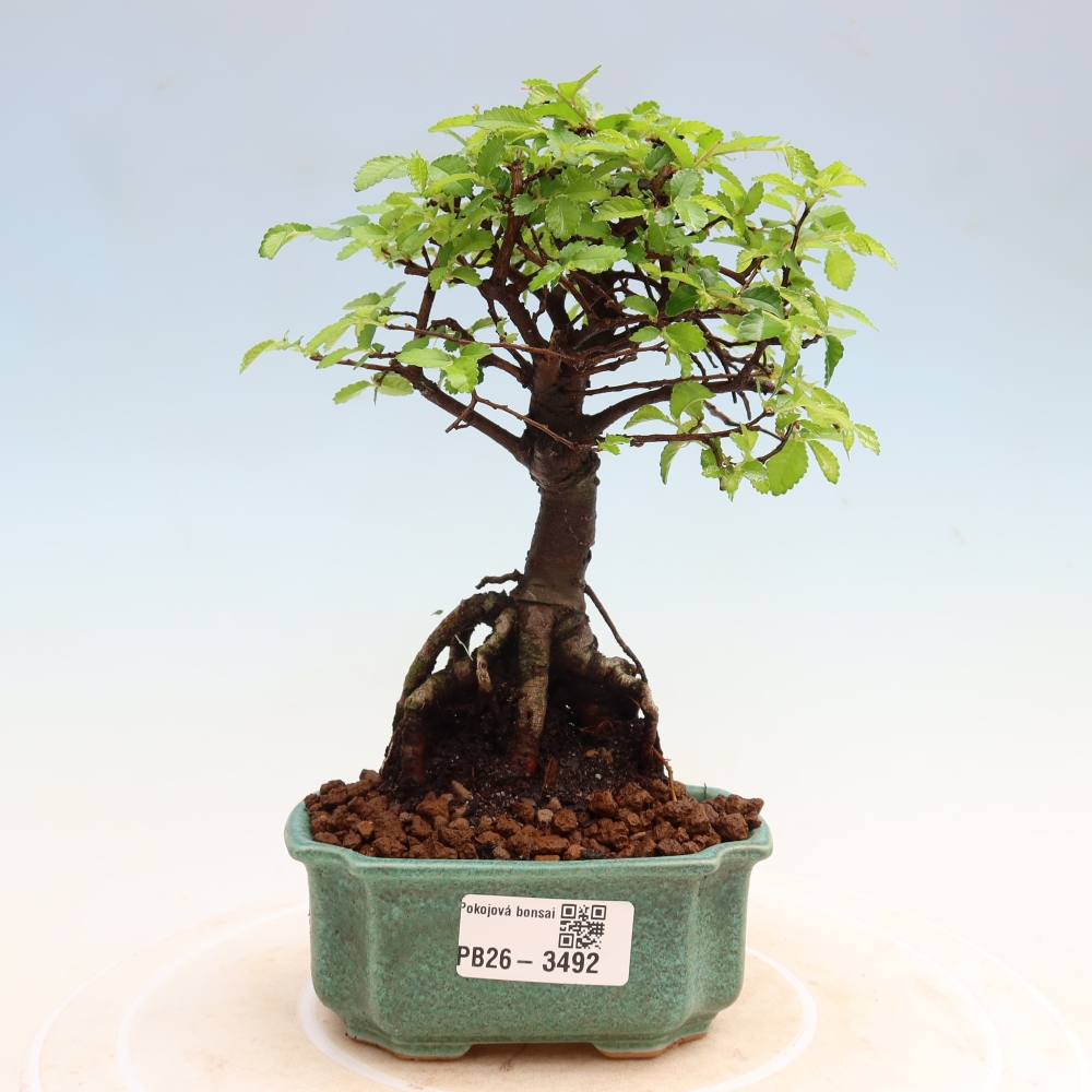 Kamerbonsai - Ulmus parvifolia - Winteriep