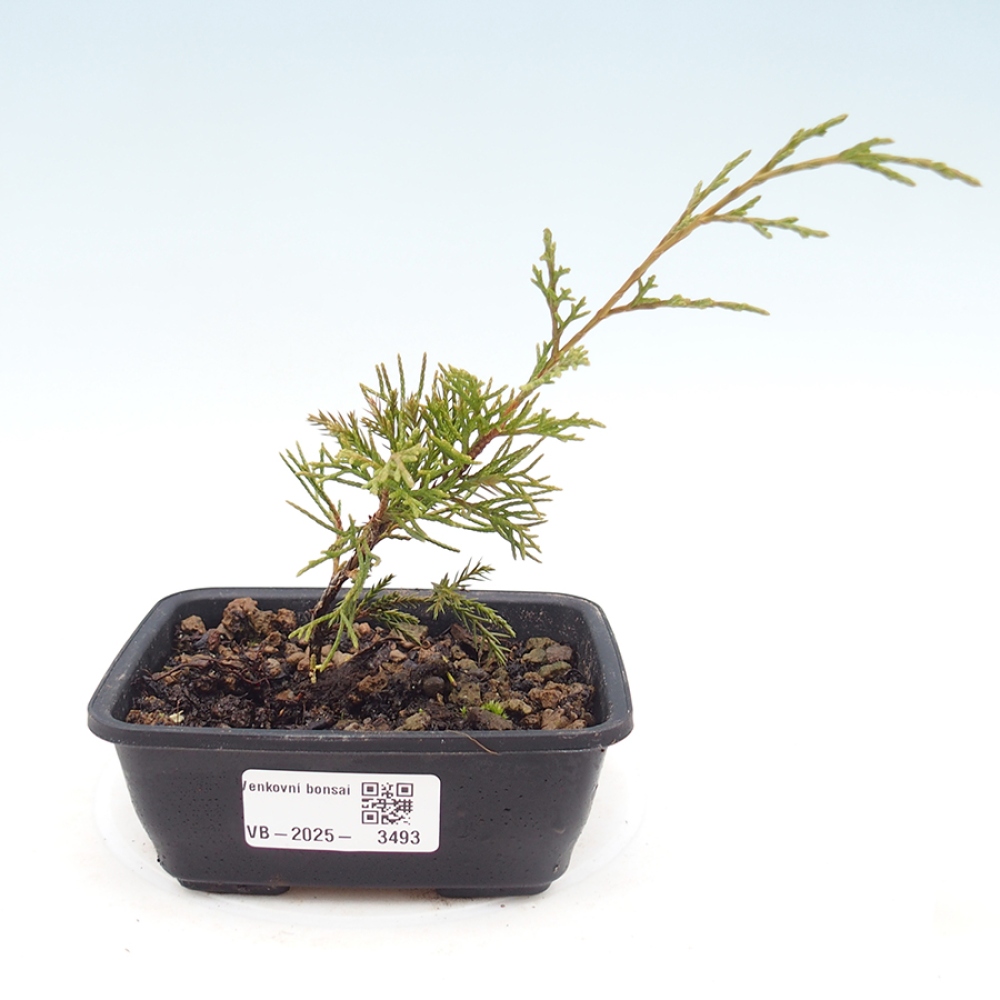 Bonsai voor buiten - Juniperus chinensis Itoigawa