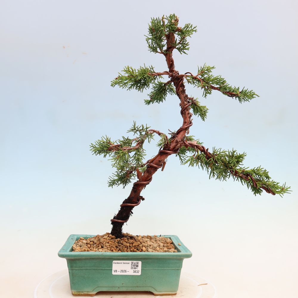 Bonsai voor buiten - Juniperus chinensis Kishu