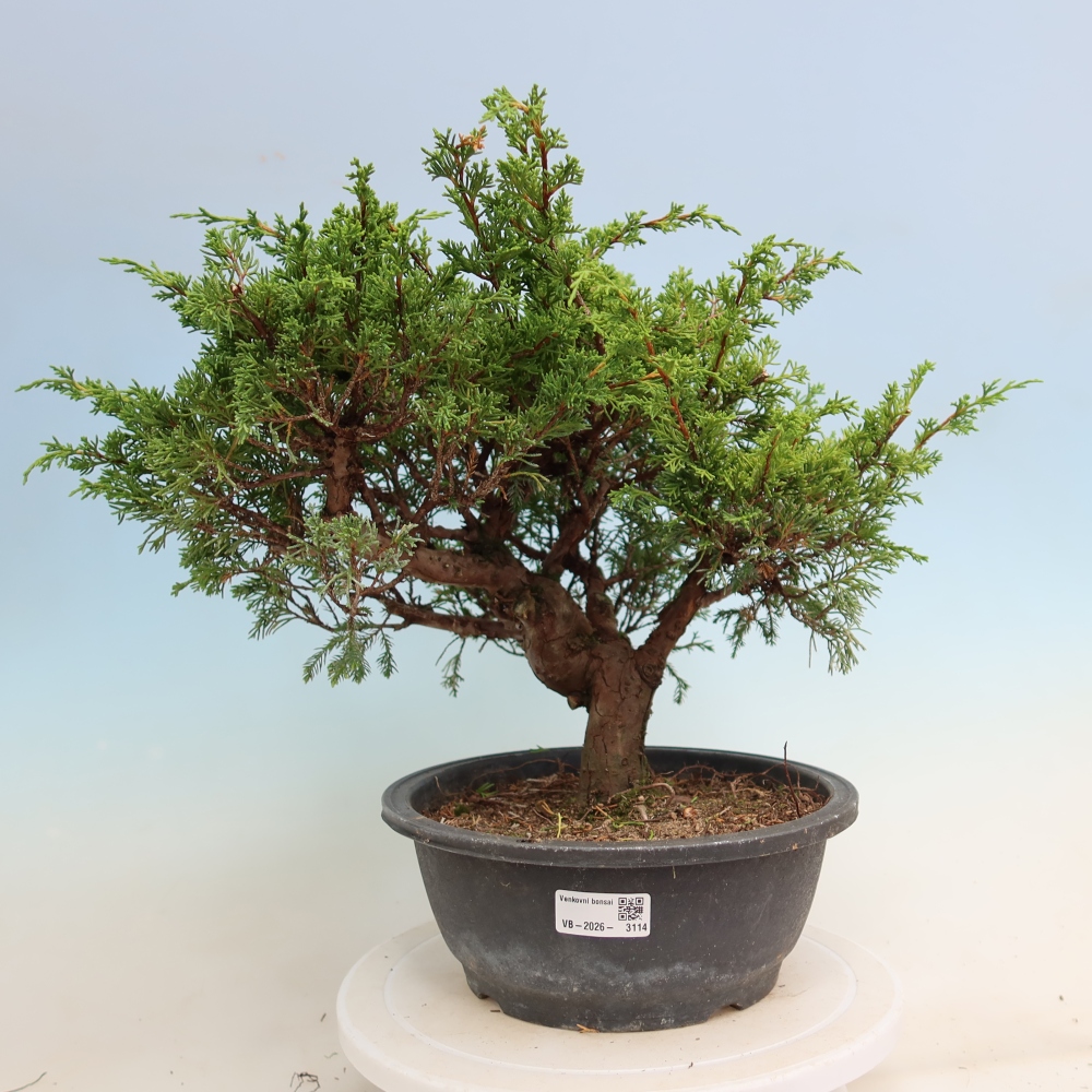 Bonsai voor buiten - Juniperus chinensis Itoigawa-Juniperus chinensis