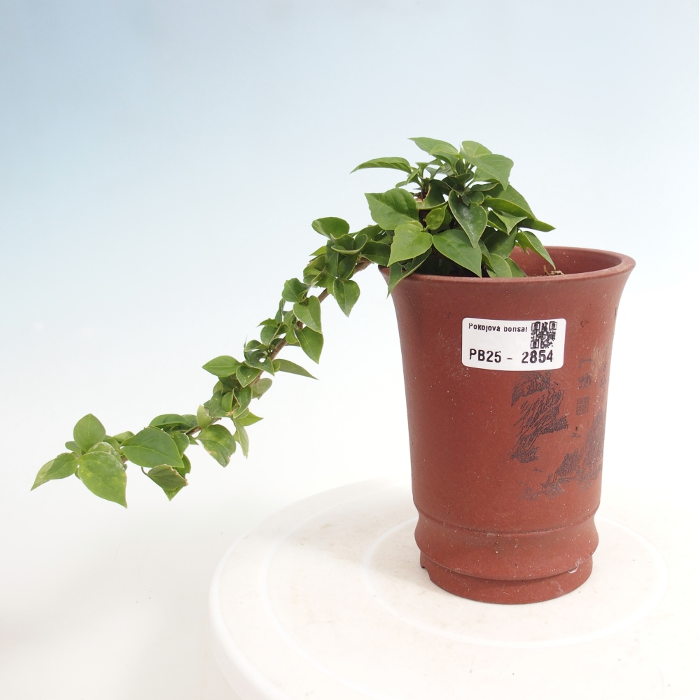 Kamerbonsai - Bouganwilea