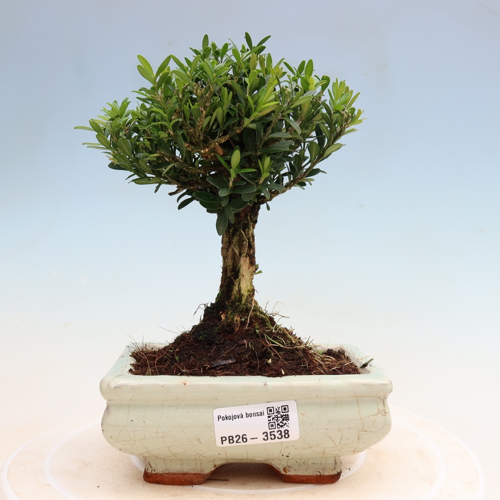 Kamerbonsai - Buxus harlandii - kurk buxus