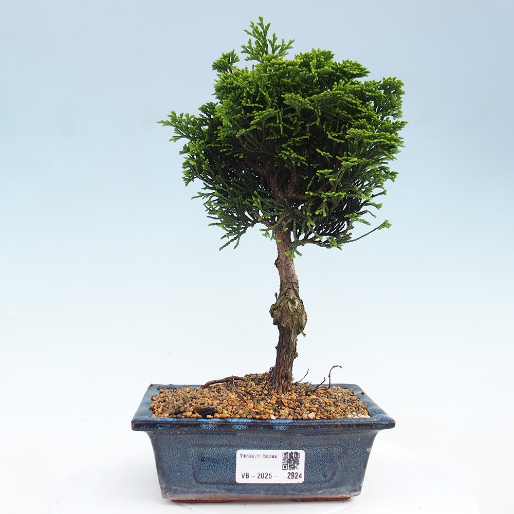 Bonsai voor buiten - Cham.pis obtusa Nana Gracilis - Cipres