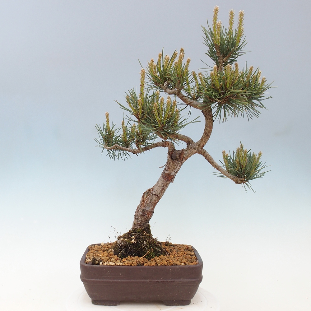 Bonsai voor buiten - Pinus Sylvestris Watererri - grove den