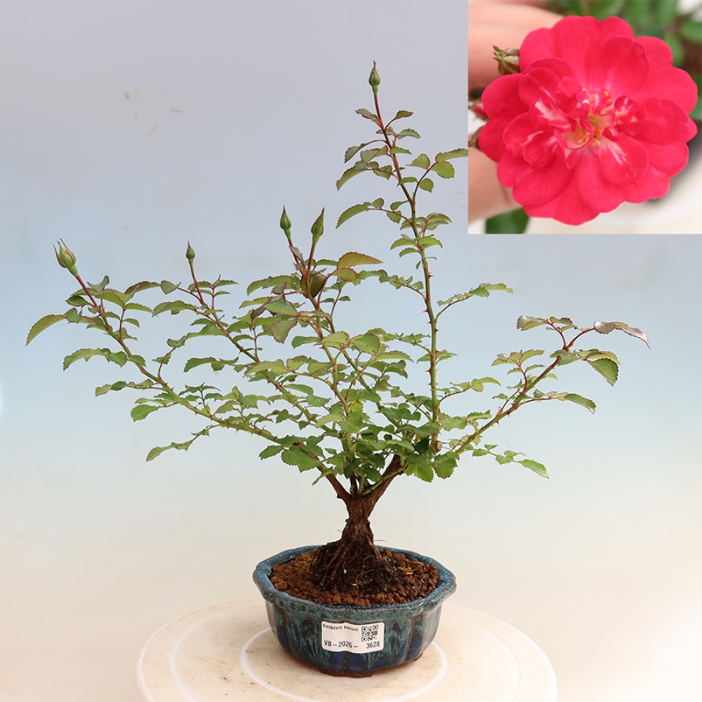Bonsai voor buiten - Rosa Kordes - roos
