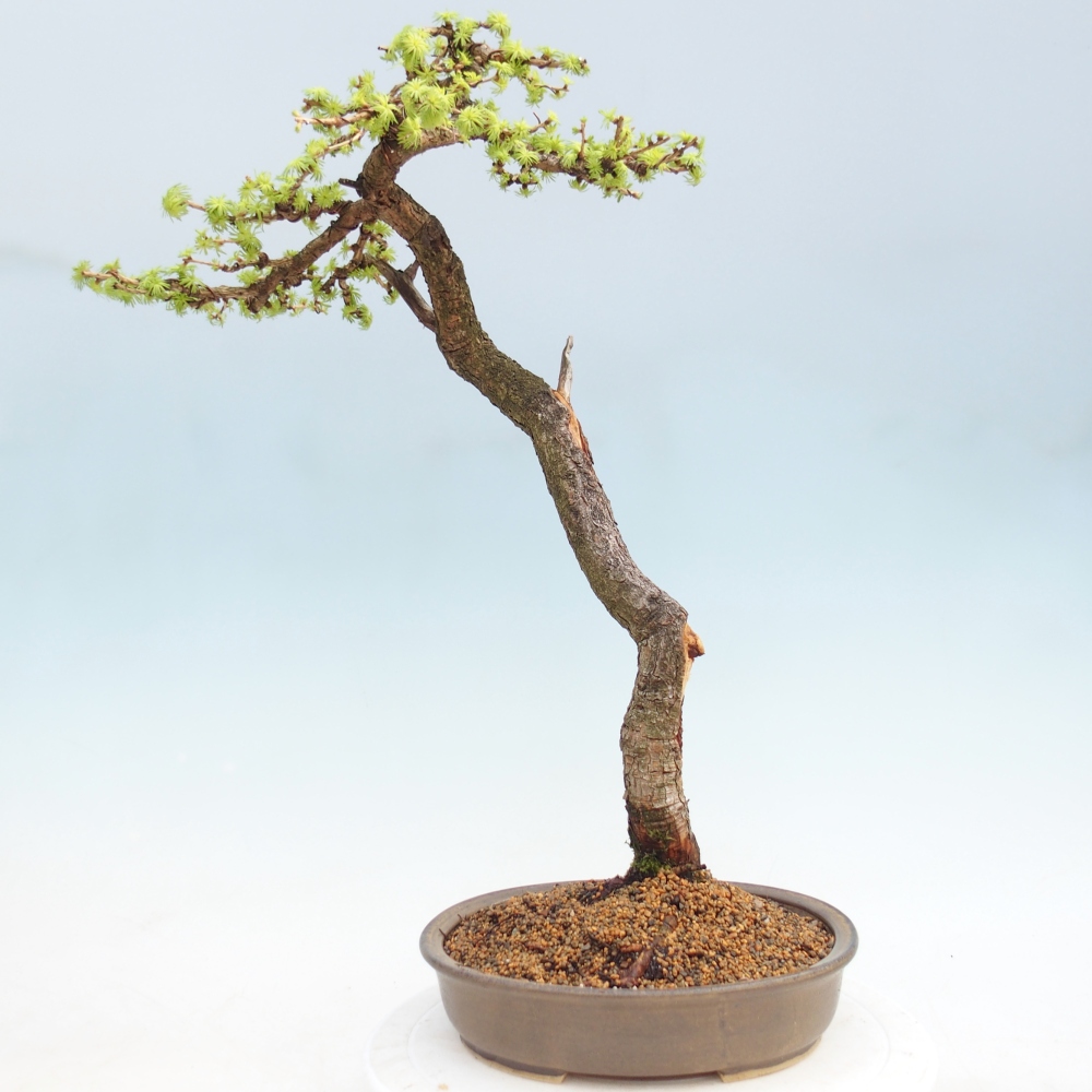 Bonsai voor buiten -Larix decidua - Lariks