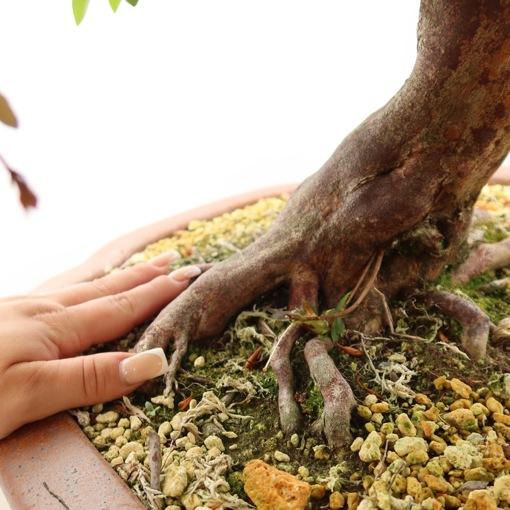 Bonsai voor buiten - Japanse Azalea - Azalea Shunen