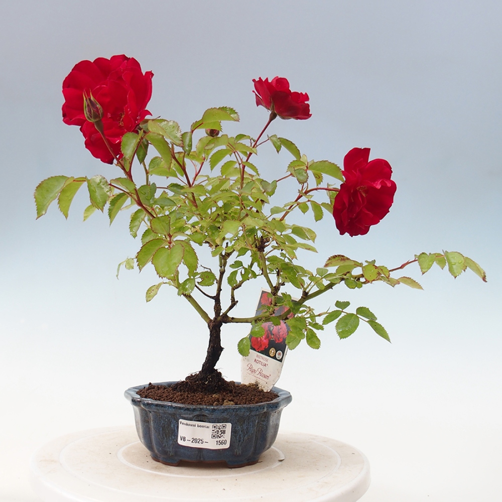 Bonsai voor buiten - Rosa Kordes - roos