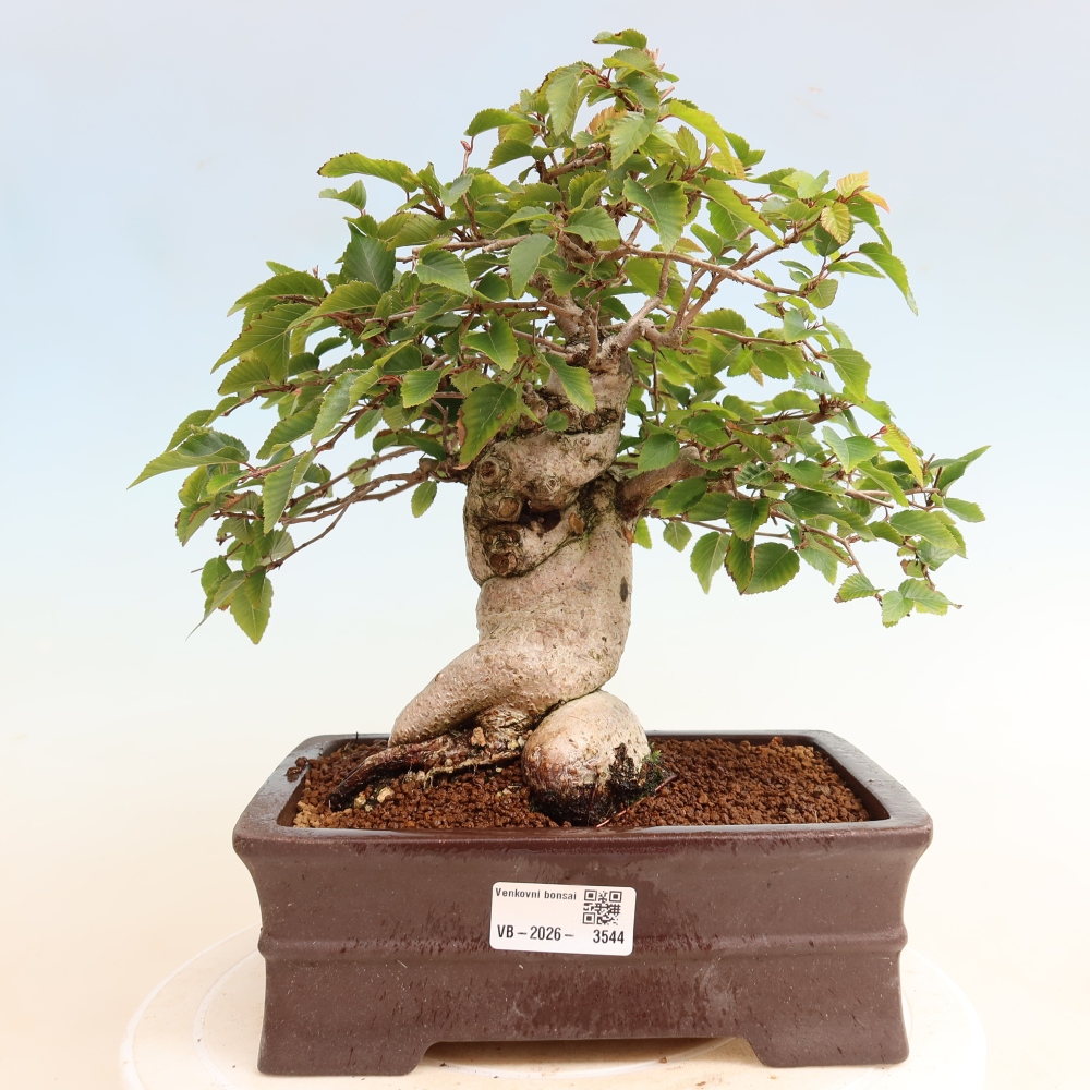Bonsai voor buiten -Carpinus CARPINOIDES - Koreaanse haagbeuk