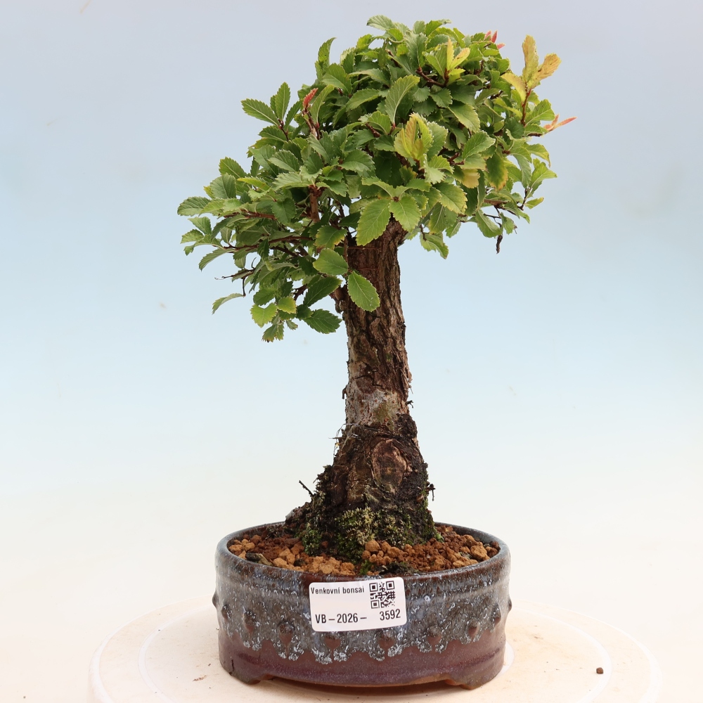 Bonsai voor buiten - Zelkova - Zelkova NIRE