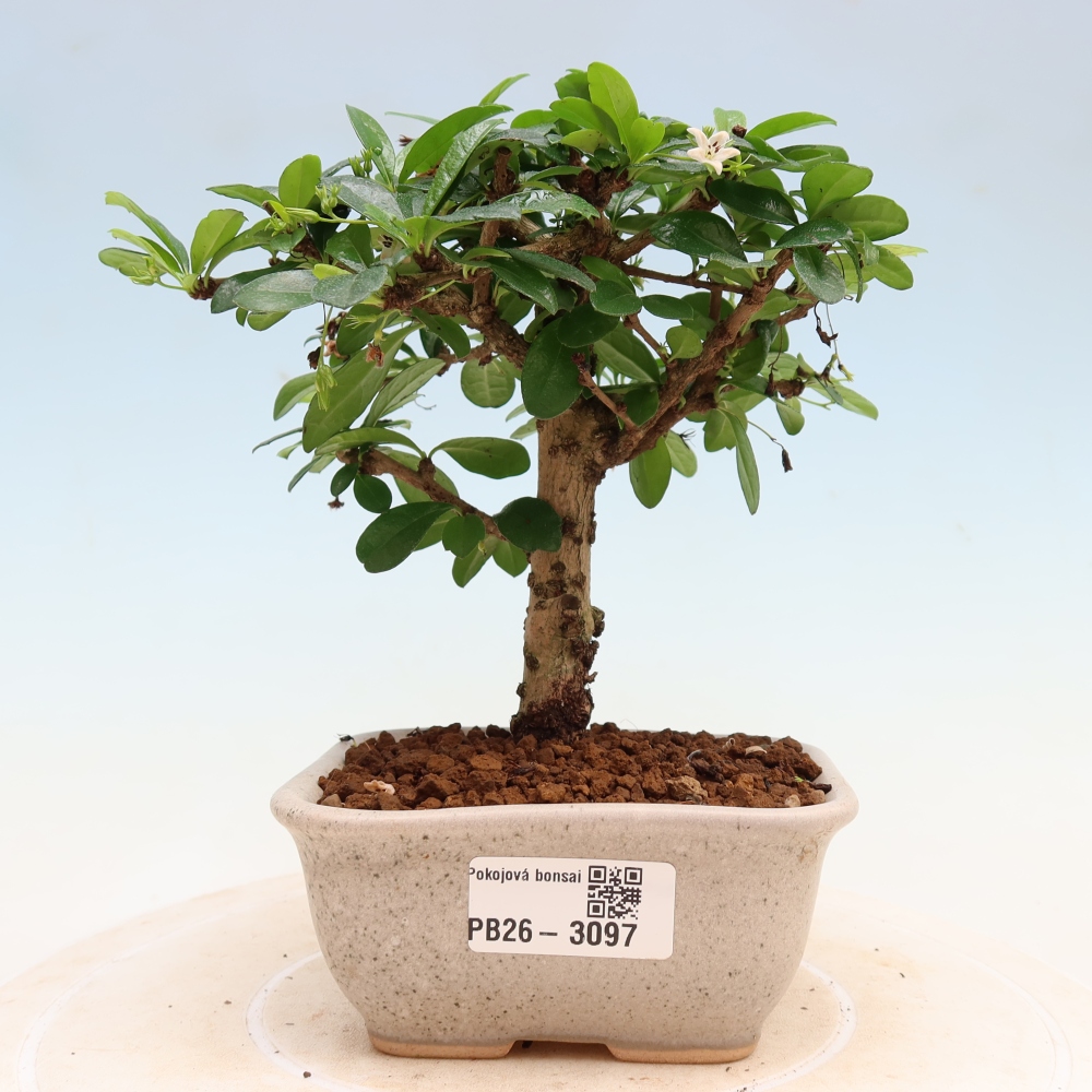 Kamerbonsai - Carmona macrophylla - Thee fuki