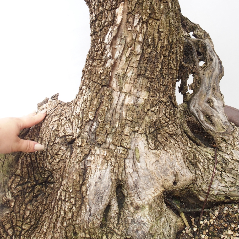 Bonsai voor binnen - Olea europaea sylvestris