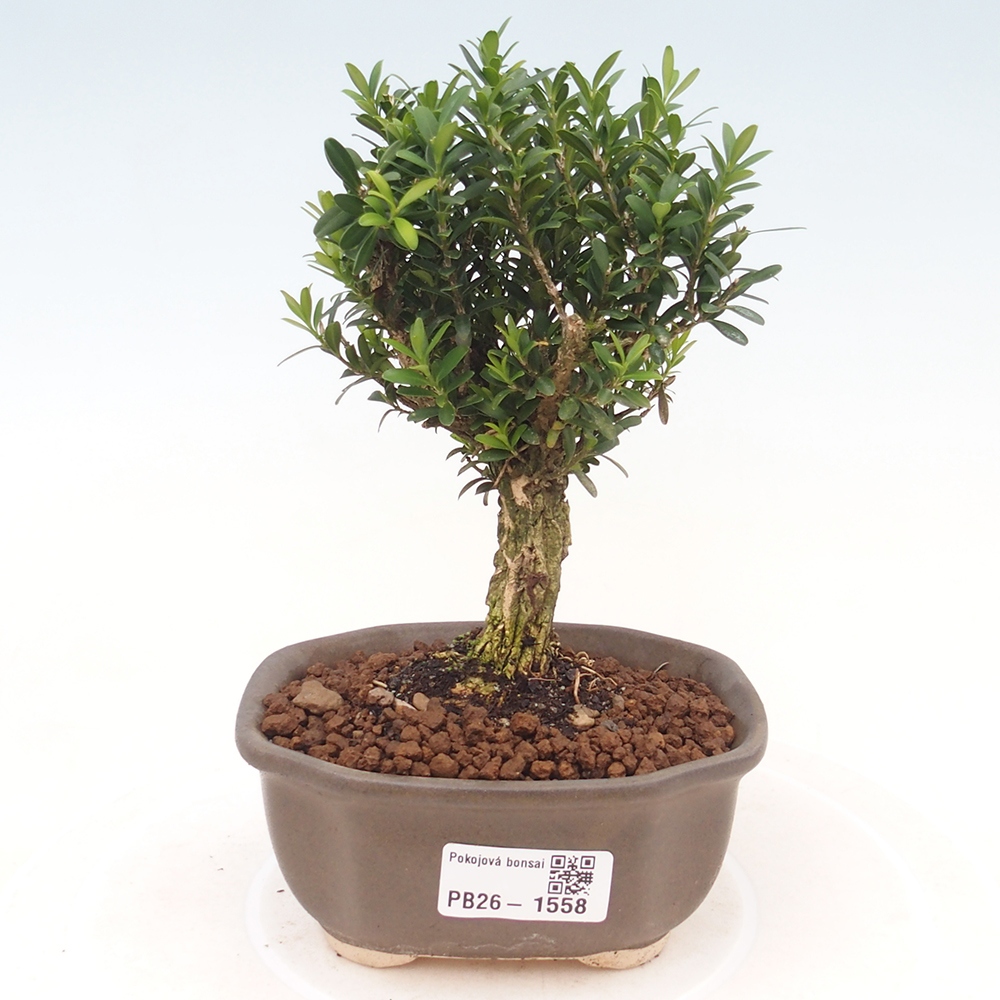 Kamerbonsai - Buxus harlandii - kurk buxus