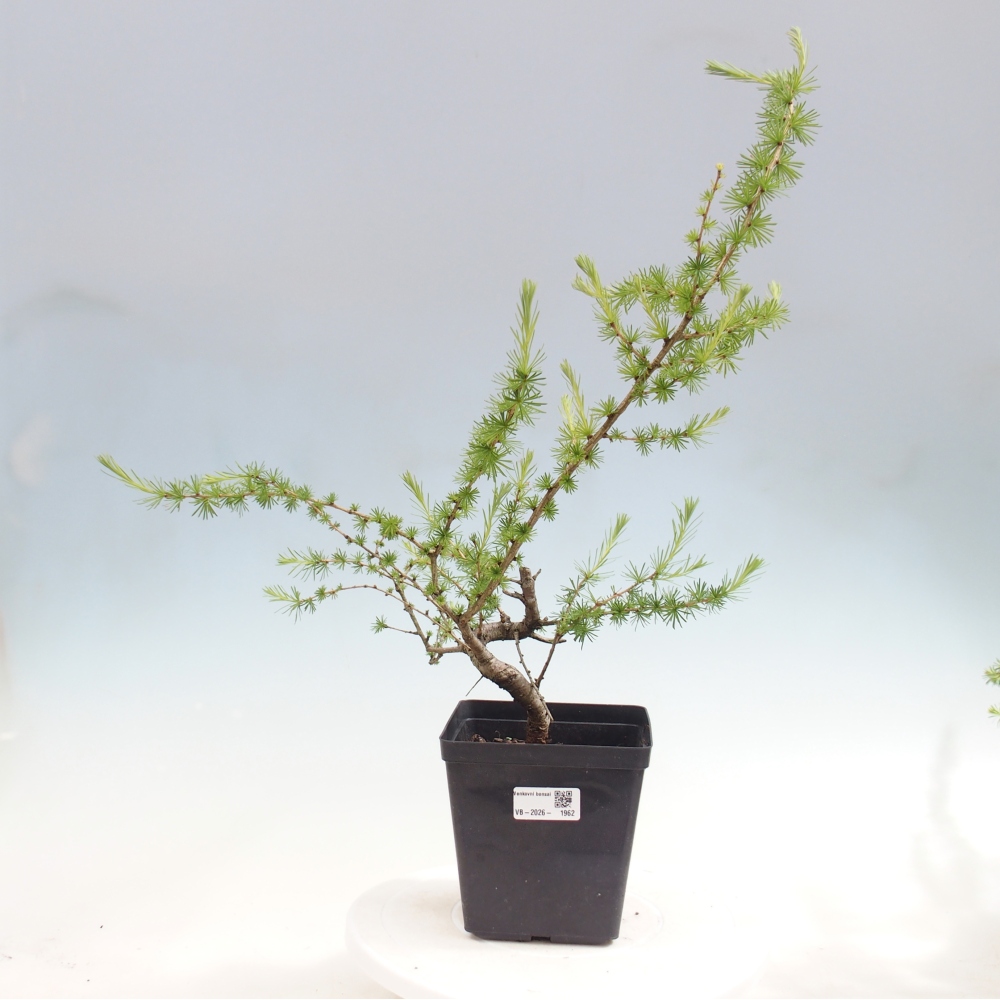Bonsai voor buiten -Larix decidua - Lariks