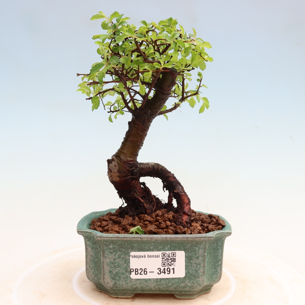 Kamerbonsai - Ulmus parvifolia - Winteriep