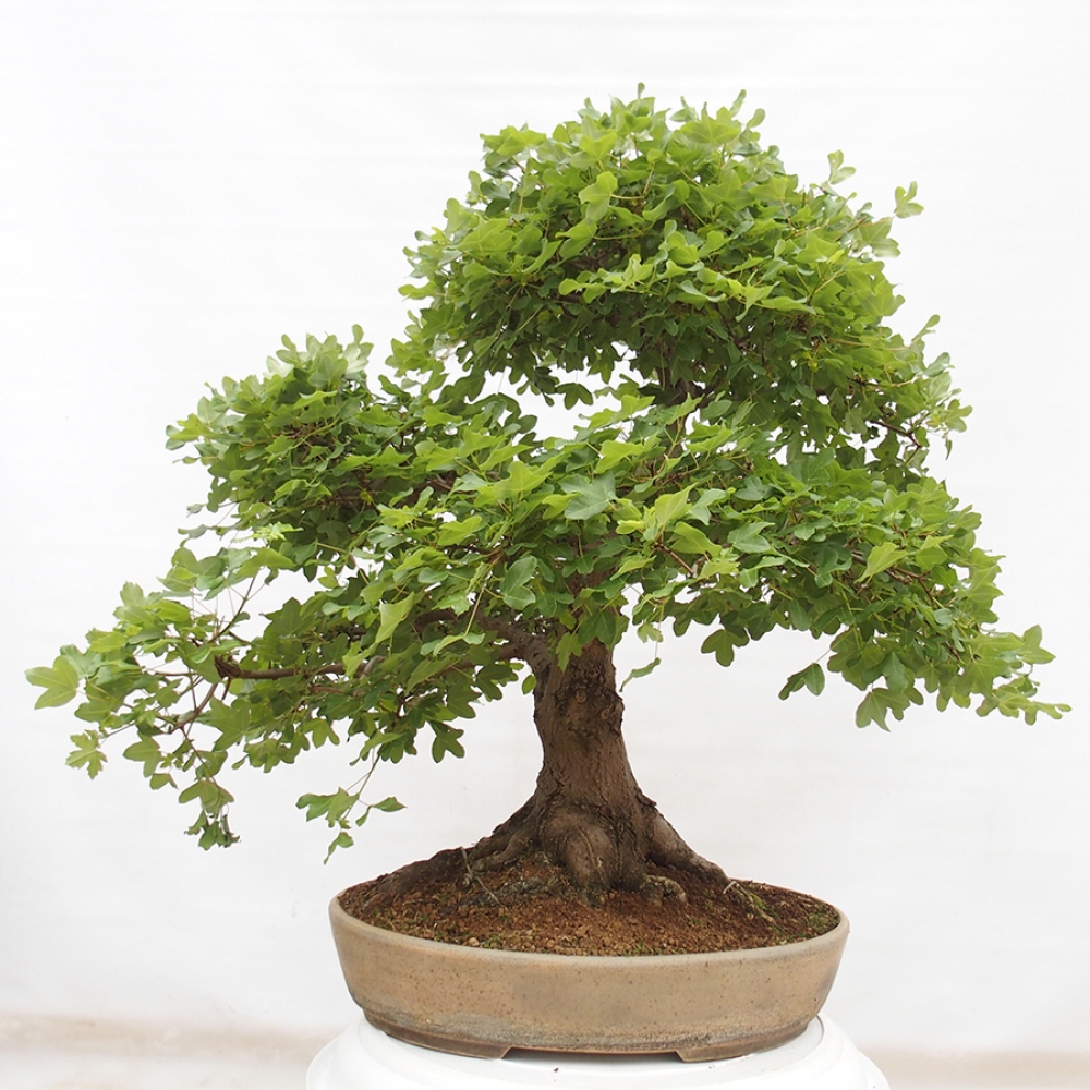 Bonsai voor buiten - Franse esdoorn - Acer Nonspessulanum