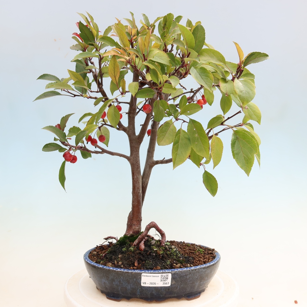 Bonsai voor buiten -Malus domestica - Roodbladige appelboom met kleine vruchten