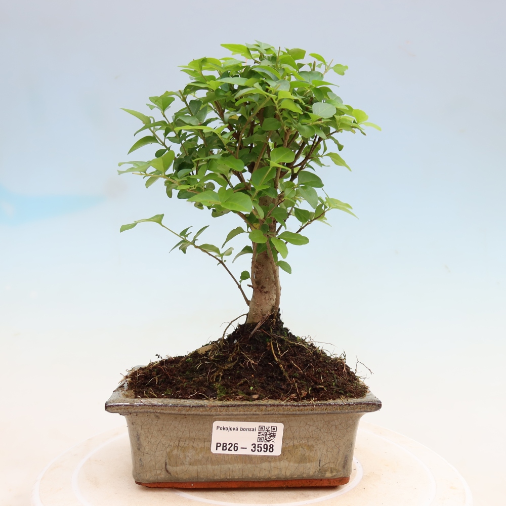 Kamerbonsai -Ligustrum chinensis - Vogelsnavel