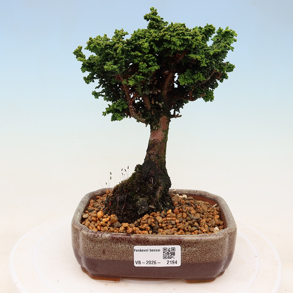 Bonsai voor buiten - Cham. obtusa SEKKA HINOKI - Cipres