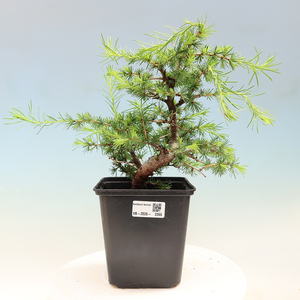 Bonsai voor buiten -Larix decidua - Lariks