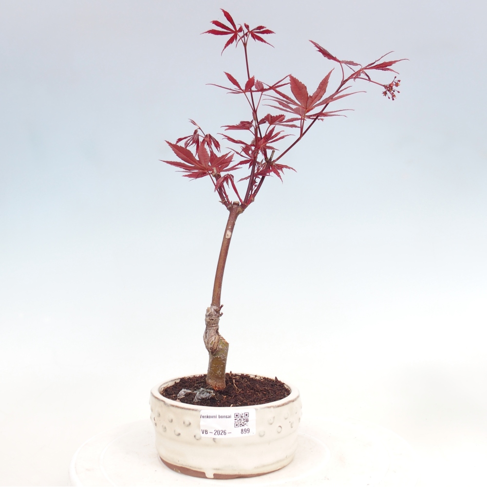 Bonsai voor buiten - Acer palm. Atropurpureum-Javorpalm