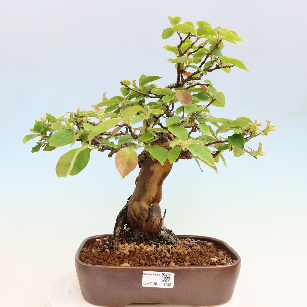 Bonsai voor buiten - Pseudocydonia sinensis - Chinese kweepeer