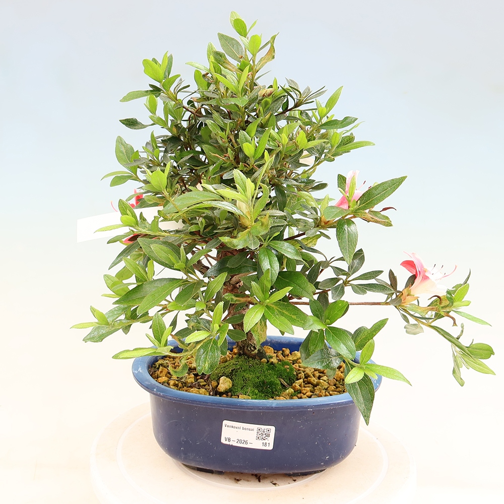 Bonsai voor buiten - Japanse Azalea - Azalea Senhime