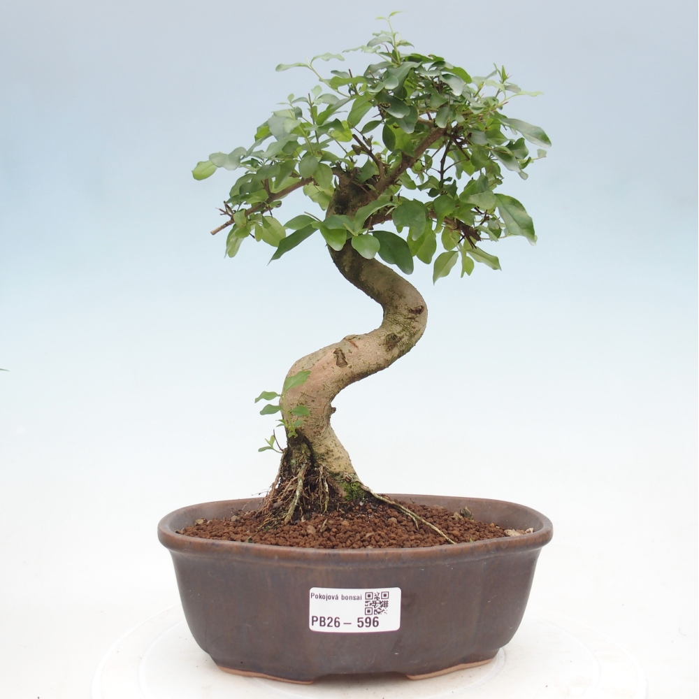 Kamerbonsai -Ligustrum chinensis - Vogelsnavel