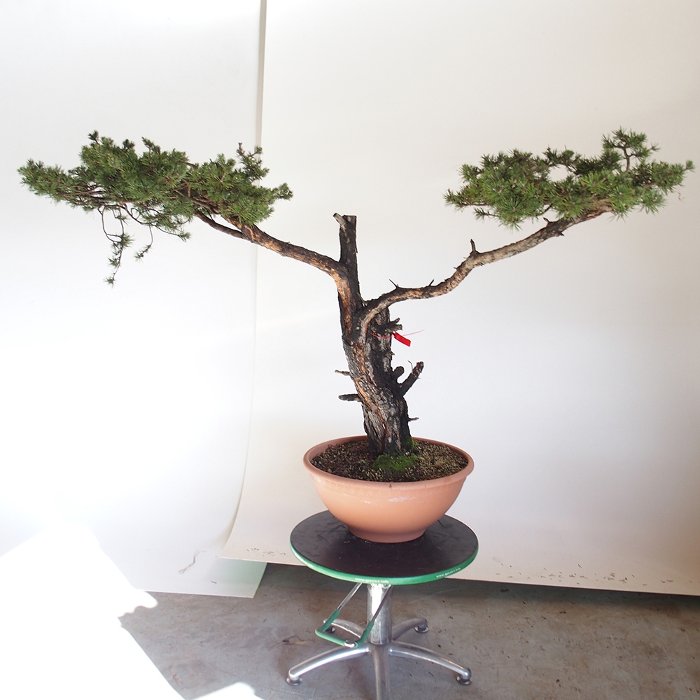 Yamadori - Pinus sylvestris Spanje