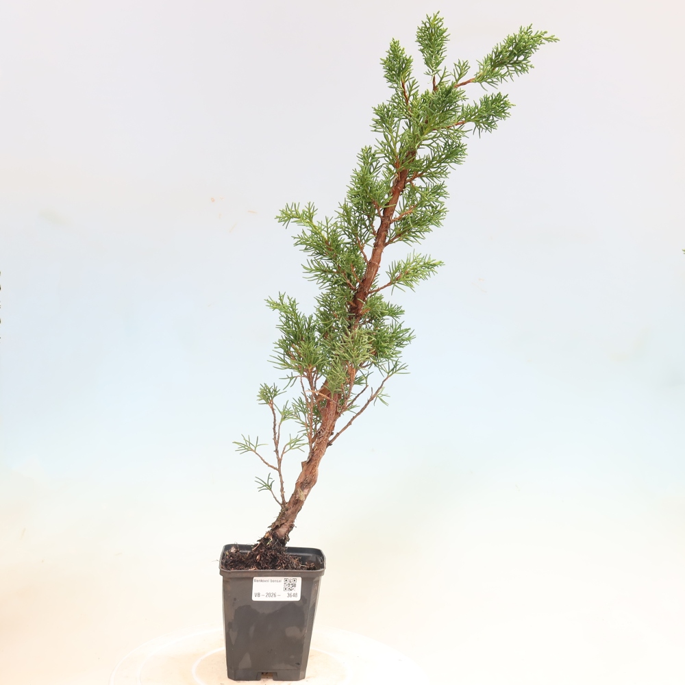 Bonsai voor buiten - Juniperus chinensis Kishu