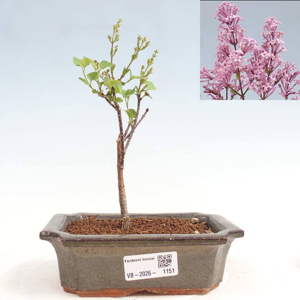 Bonsai voor buiten - Syringa Meyeri Palibin - Meyersering