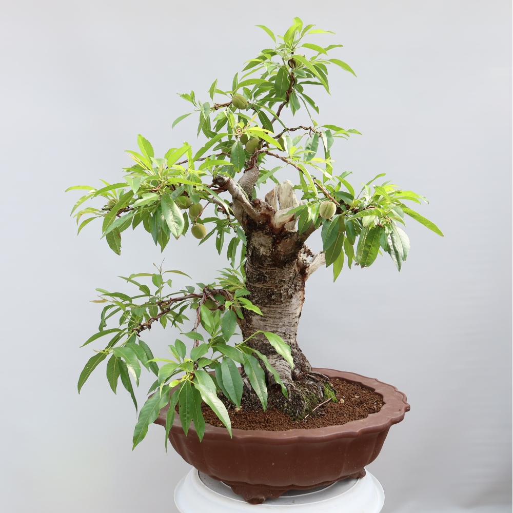 Bonsai voor buiten - Prunus dulcis – Gewone amandelboom