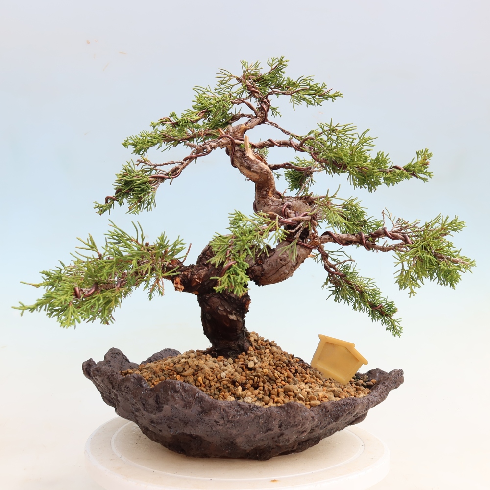 Bonsai voor buiten - Juniperus chinensis Itoigawa-Juniperus chinensis