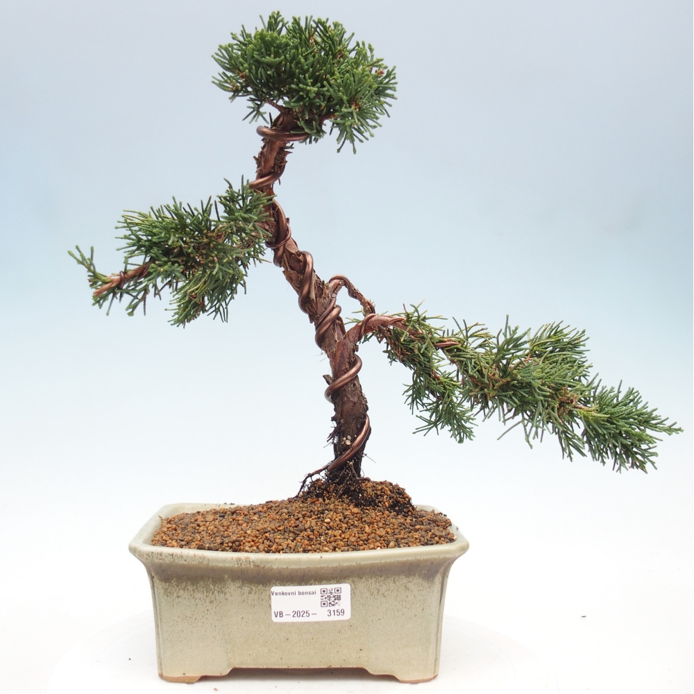 Bonsai voor buiten - Juniperus chinensis Kishu