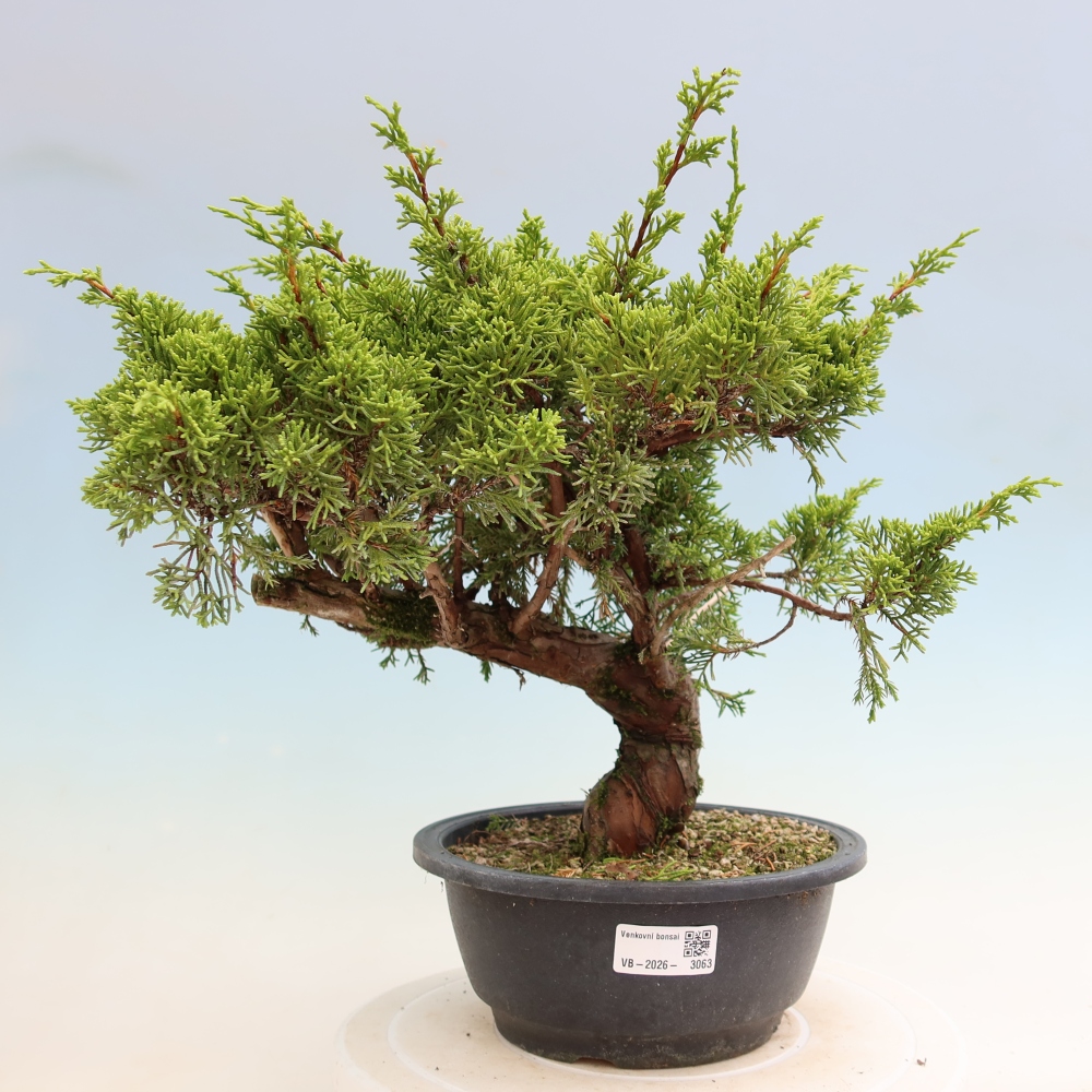 Bonsai voor buiten - Juniperus chinensis Itoigawa-Juniperus chinensis