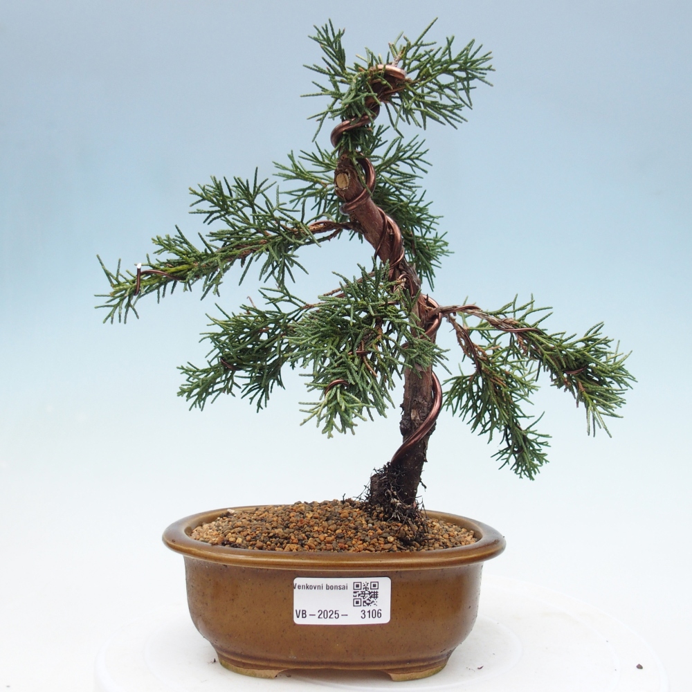 Bonsai voor buiten - Juniperus chinensis Kishu
