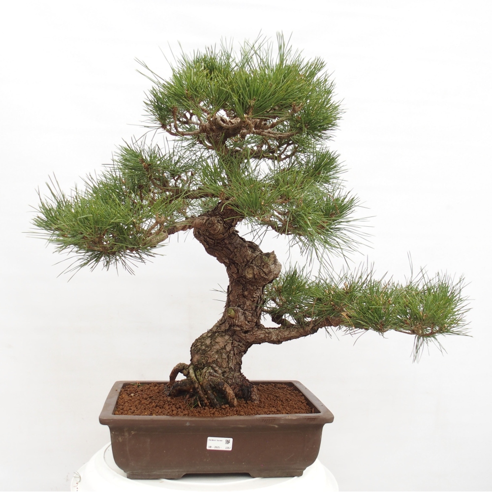 Bonsai voor buiten - Pinus thunbergii - Thunberg den