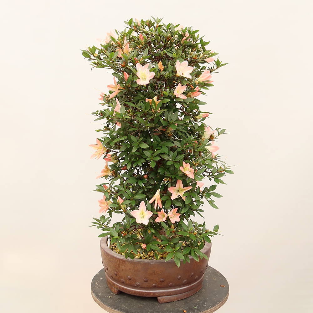 Bonsai voor buiten - Japanse azalea - Azalea CHIHIRO