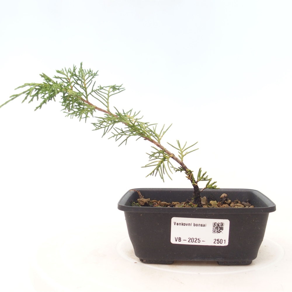 Bonsai voor buiten - Juniperus chinensis Itoigawa