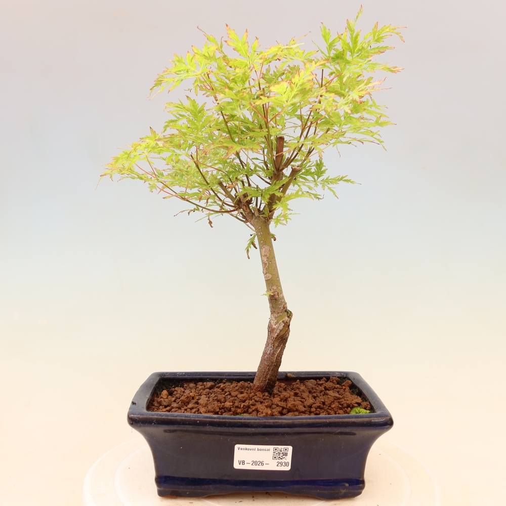 Bonsai voor buiten - Acer palmatum Dissectum