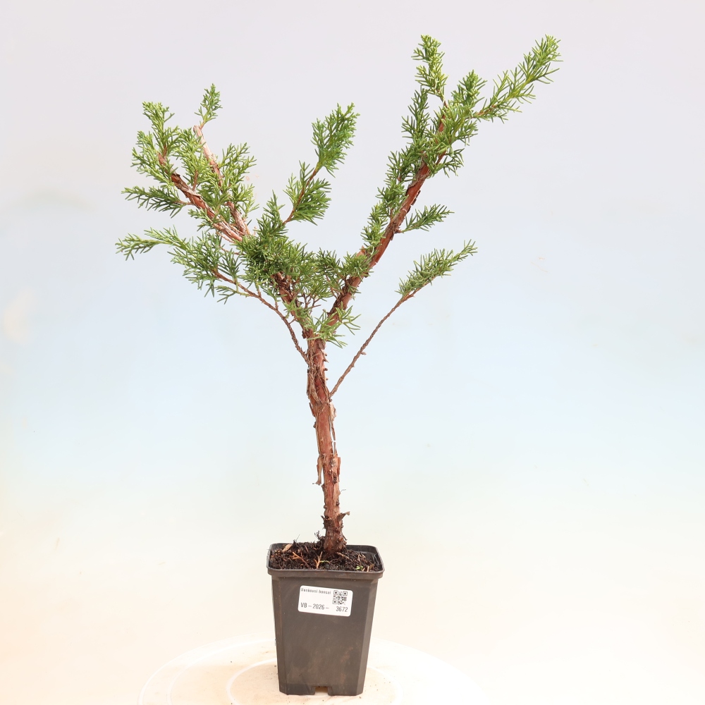 Bonsai voor buiten - Juniperus chinensis Kishu