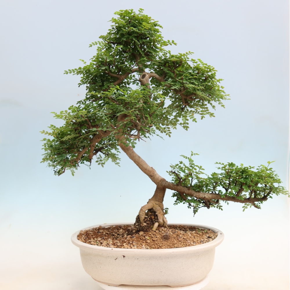 Kamerbonsai - Zantoxylum piperitum - peperboom