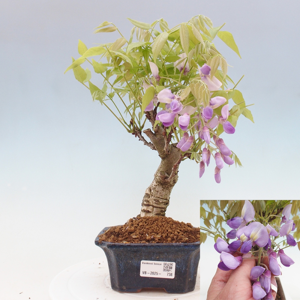 Bonsai voor buiten - Wisteria floribunda